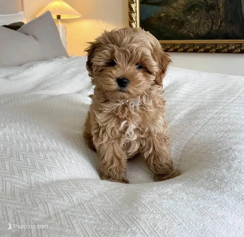 Teddy – Maltipoo puppy for sale in Houston, TX