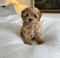 Teddy, a male Maltipoo for sale in Houston, TX – 1 of 1