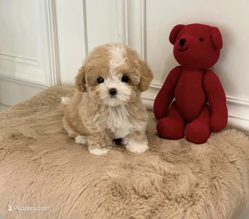 Eva – Maltipoo puppy for sale in Houston, TX