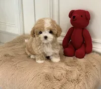 Eva, a female Maltipoo for sale in Houston, TX – 1 of 1