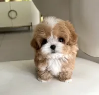 Carla, a female Maltipoo for sale in Houston, TX – 1 of 1