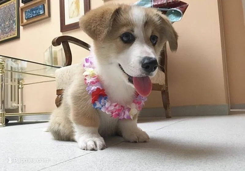 Tina – Pembroke Welsh Corgi puppy for sale in Houston, TX