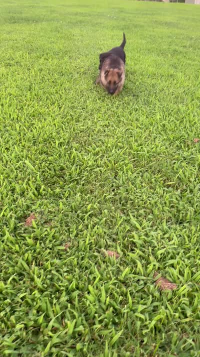 Maverick AKC, a male German Shepherd Dog for sale in Huntsville, AL – 1 of 1