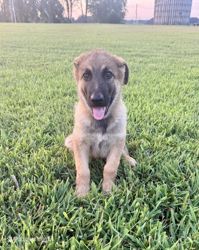 Maverick AKC – German Shepherd Dog puppy for sale in Huntsville, AL