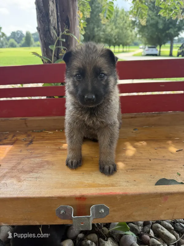 Matt Dillion - AKC  – German Shepherd Dog puppy for sale in Huntsville, AL