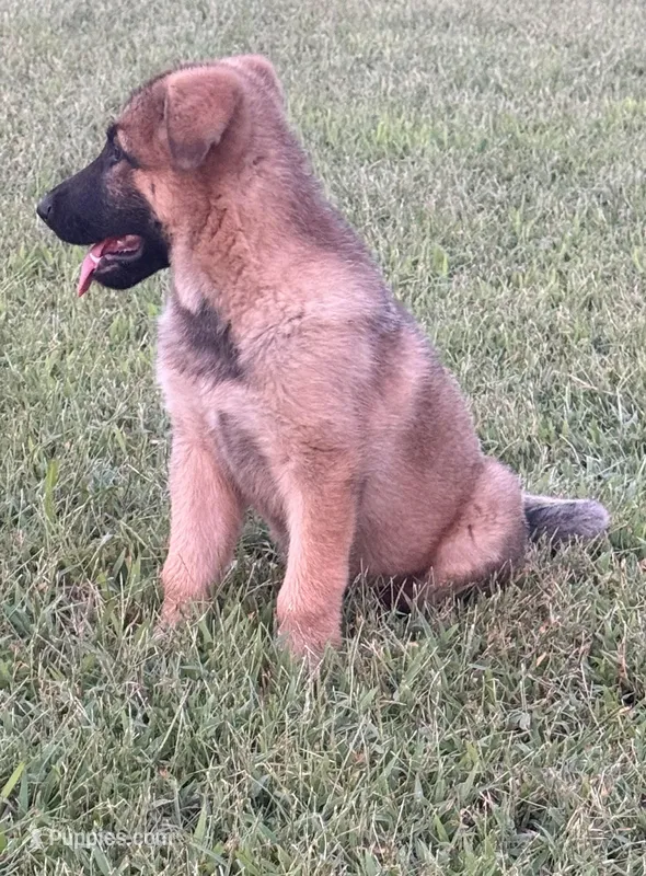 Maverick AKC – German Shepherd Dog puppy for sale in Huntsville, AL