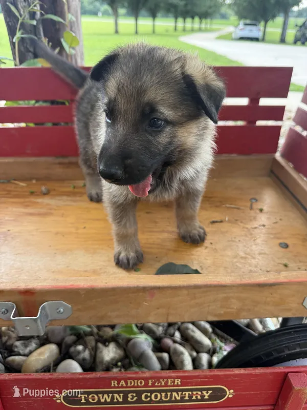 Fetus - AKC  – German Shepherd Dog puppy for sale in Huntsville, AL