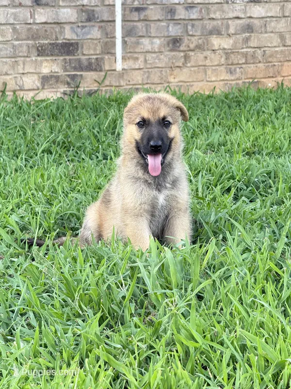 Jodie - AKC  – German Shepherd Dog puppy for sale in Huntsville, AL
