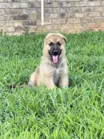 Jodie - AKC , a female German Shepherd Dog for sale in Huntsville, AL – 1 of 2