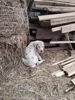 Gabe, a male Great Dane for sale in Bristol, IN – Photo 3 of 3