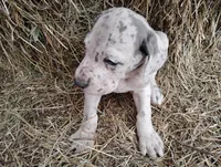 Gabe, a male Great Dane for sale in Bristol, IN – Photo 2 of 3