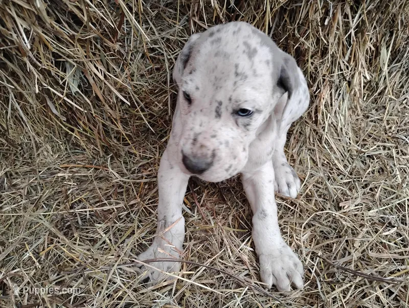 Gabe – Great Dane puppy for sale in Bristol, IN