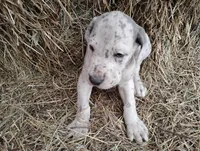 Gabe, a male Great Dane for sale in Bristol, IN – Photo 1 of 3