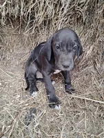 Rose, a female Great Dane for sale in Bristol, IN – Photo 2 of 3