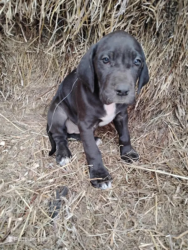 Rose – Great Dane puppy for sale in Bristol, IN