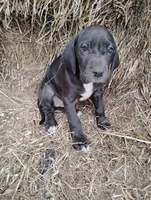Rose, a female Great Dane for sale in Bristol, IN – Photo 1 of 3