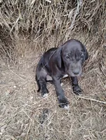 Rose, a female Great Dane for sale in Bristol, IN – Photo 3 of 3