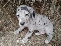 Joshua , a male Great Dane for sale in Bristol, IN – Photo 1 of 3