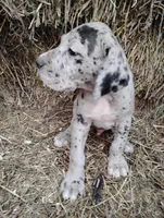 Joshua , a male Great Dane for sale in Bristol, IN – Photo 2 of 3