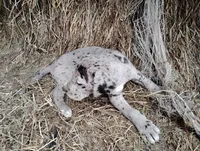 Joshua , a male Great Dane for sale in Bristol, IN – Photo 3 of 3