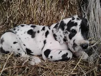 Quin, a female Great Dane for sale in Bristol, IN – Photo 3 of 5