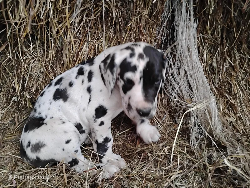 Quin – Great Dane puppy for sale in Bristol, IN