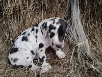 Quin, a female Great Dane for sale in Bristol, IN – Photo 1 of 5