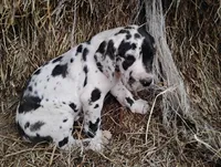 Quin, a female Great Dane for sale in Bristol, IN – Photo 4 of 5