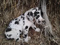 Quin, a female Great Dane for sale in Bristol, IN – Photo 5 of 5