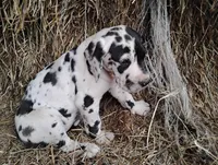 Quin, a female Great Dane for sale in Bristol, IN – Photo 2 of 5