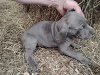 Blue Bell, a female Great Dane for sale in Bristol, IN – Photo 5 of 6