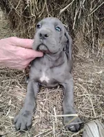 Blue Bell, a female Great Dane for sale in Bristol, IN – Photo 4 of 6