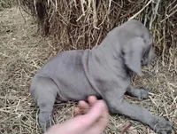 Blue Bell, a female Great Dane for sale in Bristol, IN – Photo 3 of 6