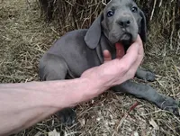 Blue Bell, a female Great Dane for sale in Bristol, IN – Photo 2 of 6