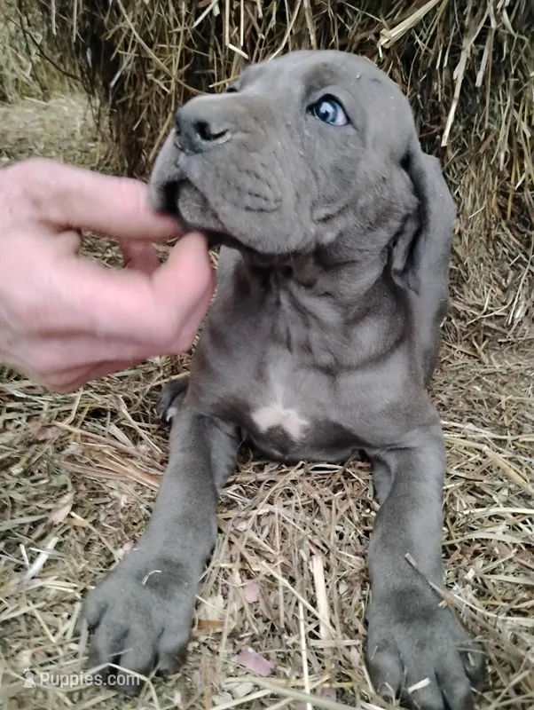 Blue Bell – Great Dane puppy for sale in Bristol, IN