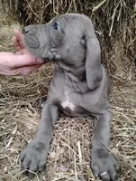 Blue Bell, a female Great Dane for sale in Bristol, IN – Photo 6 of 6