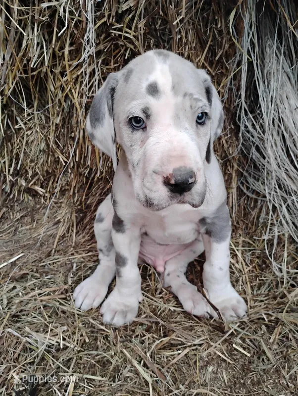 David  – Great Dane puppy for sale in Bristol, IN