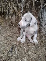 David , a male Great Dane for sale in Bristol, IN – Photo 3 of 3