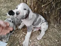 David , a male Great Dane for sale in Bristol, IN – Photo 2 of 3