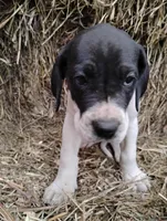Petunia , a female Great Dane for sale in Bristol, IN – Photo 1 of 6
