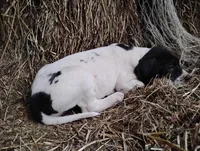 Petunia , a female Great Dane for sale in Bristol, IN – Photo 6 of 6