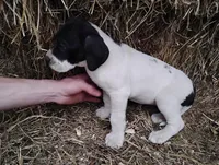 Petunia , a female Great Dane for sale in Bristol, IN – Photo 3 of 6