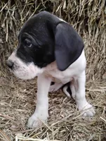Petunia , a female Great Dane for sale in Bristol, IN – Photo 5 of 6