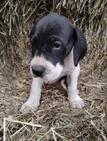 Petunia , a female Great Dane for sale in Bristol, IN – Photo 4 of 6