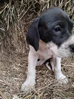 Petunia , a female Great Dane for sale in Bristol, IN – Photo 2 of 6