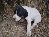 Orchid, a female Great Dane for sale in Bristol, IN – Photo 1 of 6