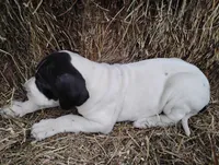 Orchid, a female Great Dane for sale in Bristol, IN – Photo 4 of 6