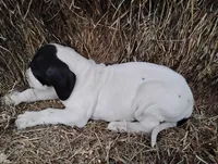 Orchid, a female Great Dane for sale in Bristol, IN – Photo 6 of 6