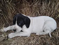 Orchid, a female Great Dane for sale in Bristol, IN – Photo 3 of 6