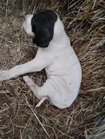 Orchid, a female Great Dane for sale in Bristol, IN – Photo 2 of 6